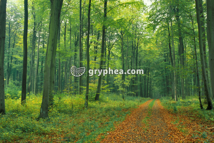 Futaie en été - gryphea.com